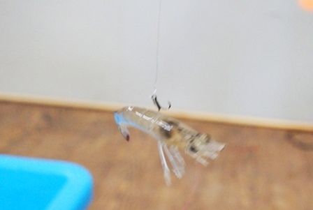 るぅのおいしいうちごはん