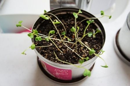 るぅのおいしいうちごはん