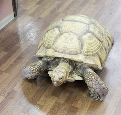 るぅのおいしいうちごはん