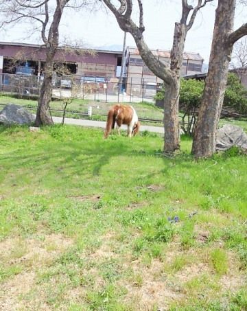 るぅのおいしいうちごはん