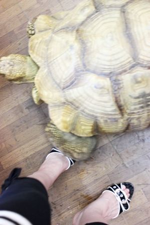 るぅのおいしいうちごはん