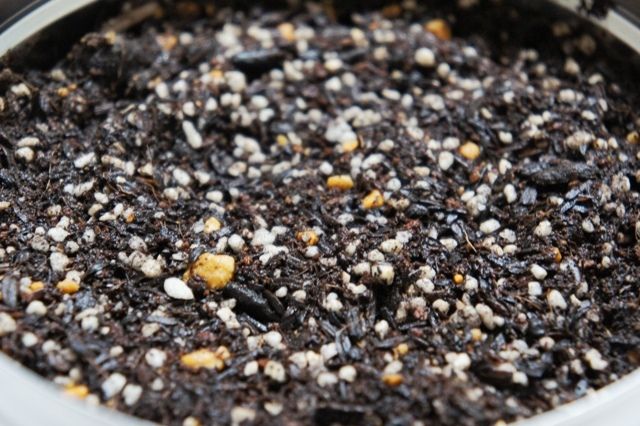 るぅのおいしいうちごはん