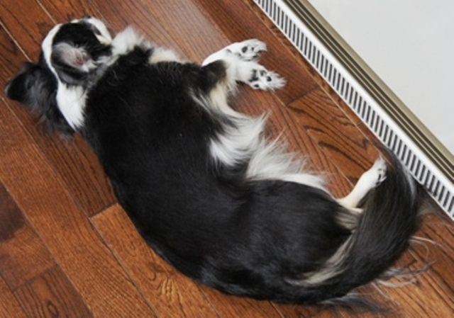 るぅのおいしいうちごはん