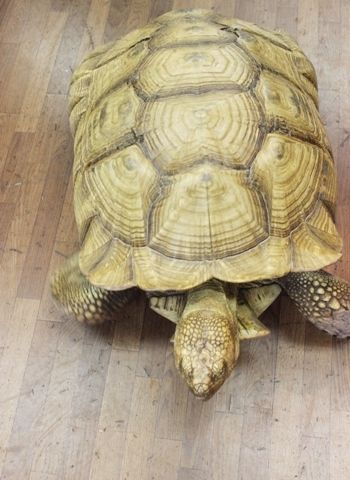 るぅのおいしいうちごはん