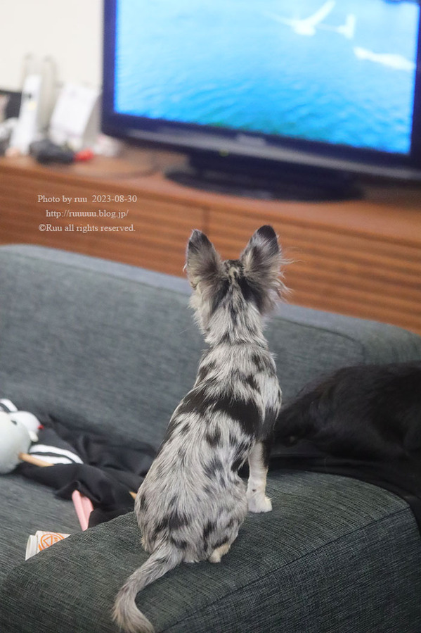 0B8A3447 のコピー