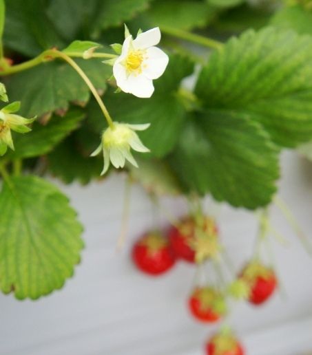 るぅのおいしいうちごはん