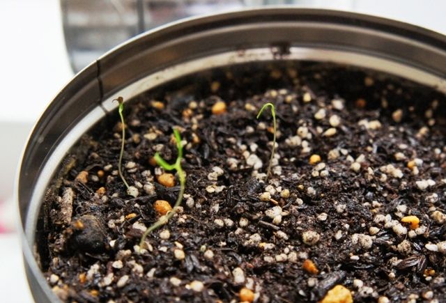 るぅのおいしいうちごはん