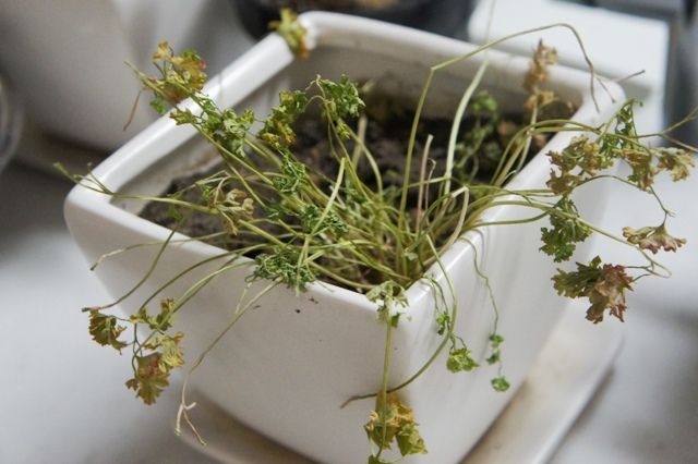 るぅのおいしいうちごはん