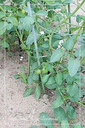 るぅのおいしいうちごはん