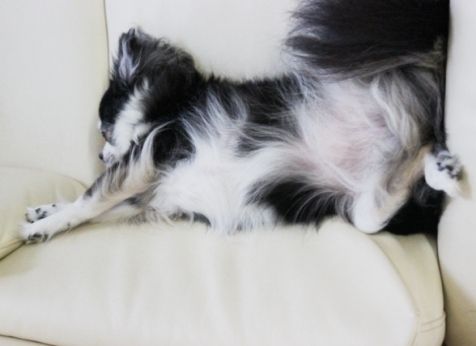 るぅのおいしいうちごはん