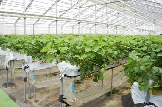 るぅのおいしいうちごはん