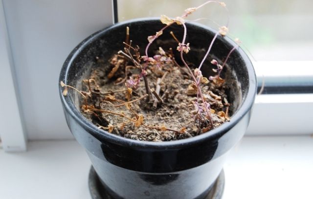 るぅのおいしいうちごはん