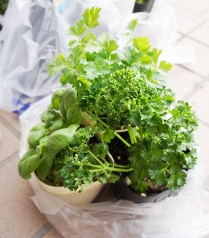 るぅのおいしいうちごはん