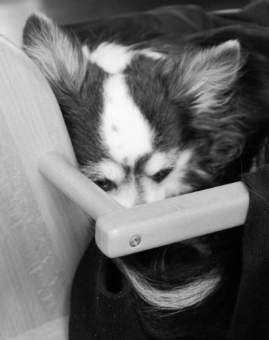 るぅのおいしいうちごはん