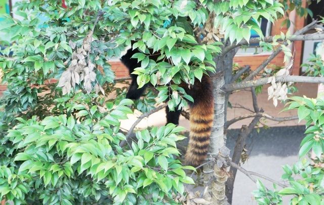 るぅのおいしいうちごはん