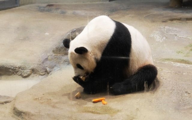 るぅのおいしいうちごはん