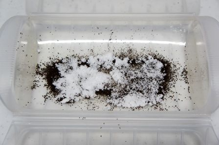 るぅのおいしいうちごはん