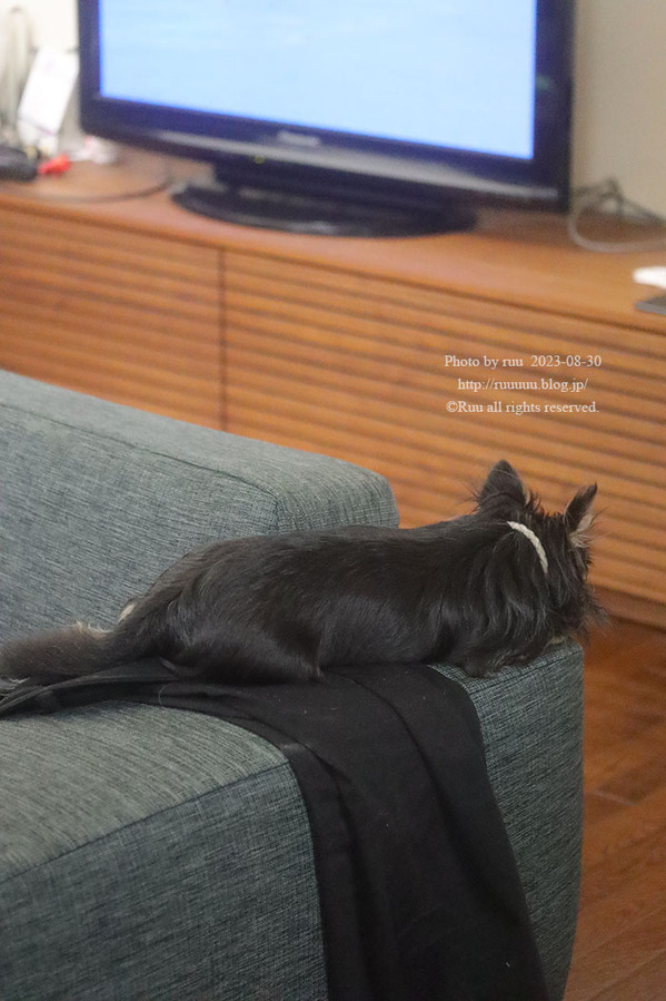 0B8A3449 のコピー