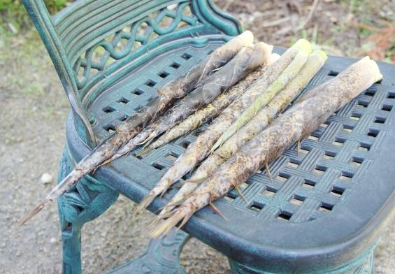 るぅのおいしいうちごはん