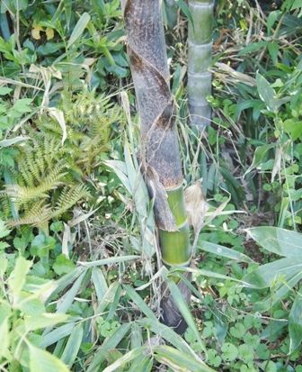 るぅのおいしいうちごはん