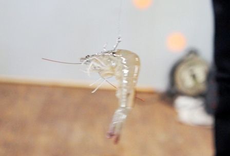 るぅのおいしいうちごはん