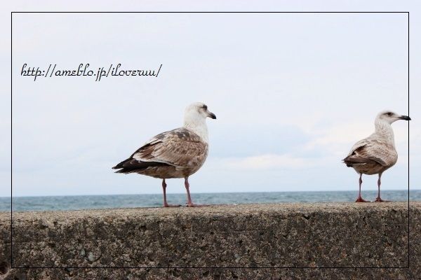 るぅのおいしいうちごはん