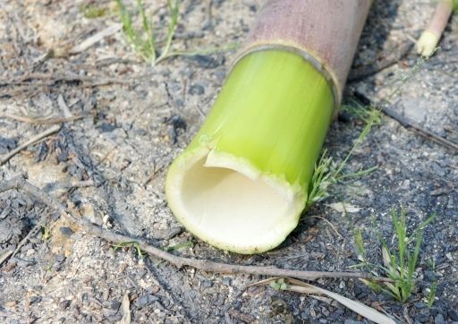 るぅのおいしいうちごはん