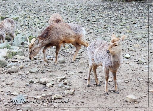 るぅのおいしいうちごはん