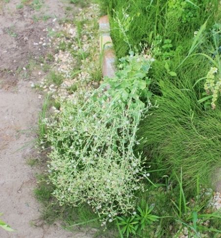 るぅのおいしいうちごはん