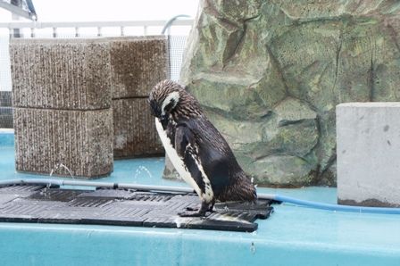 るぅのおいしいうちごはん