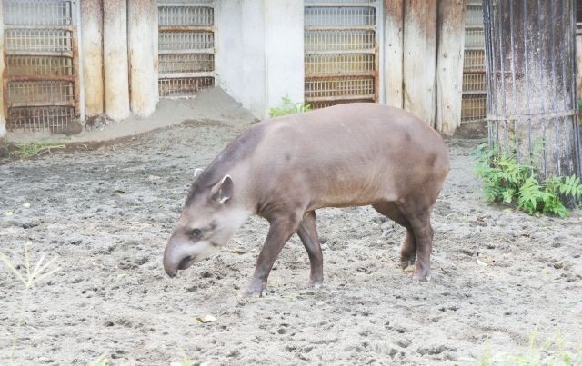 るぅのおいしいうちごはん