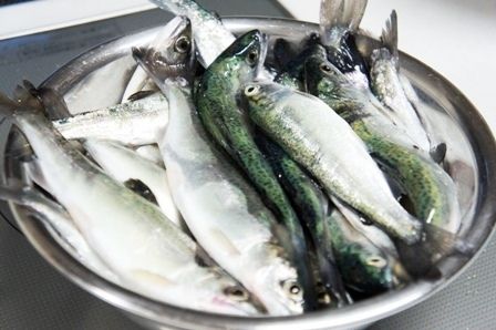 るぅのおいしいうちごはん