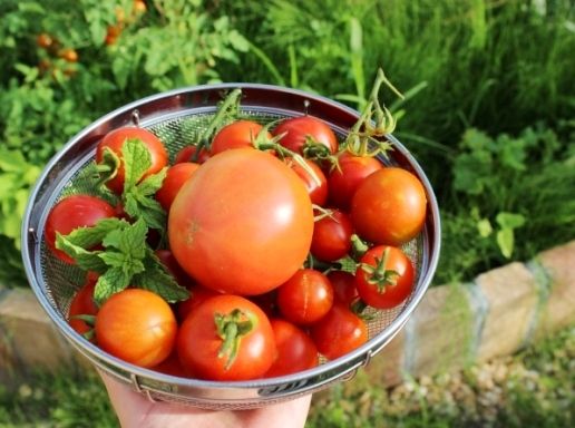 るぅのおいしいうちごはん