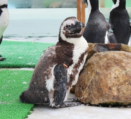 るぅのおいしいうちごはん