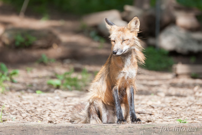 20140613_152833_foxinfonet
