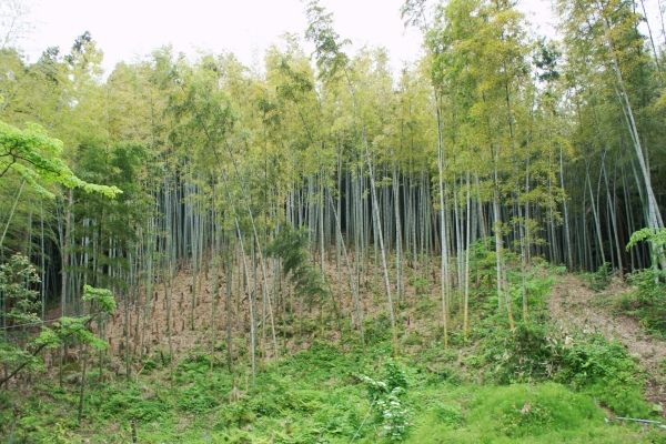 るぅのおいしいうちごはん