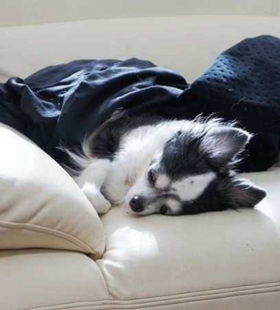 るぅのおいしいうちごはん