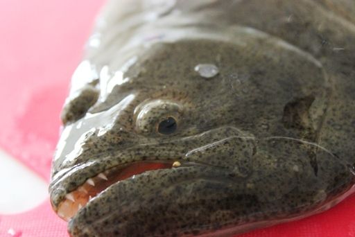 るぅのおいしいうちごはん