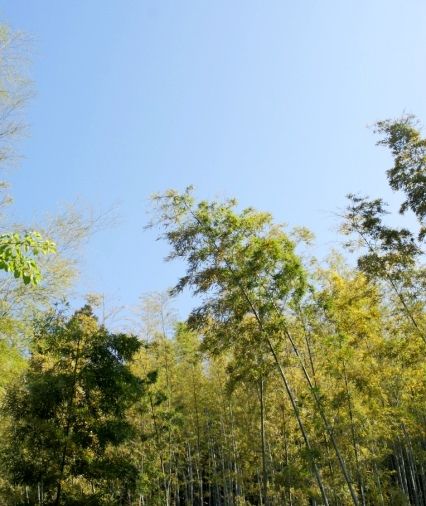 るぅのおいしいうちごはん