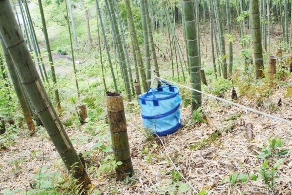 るぅのおいしいうちごはん