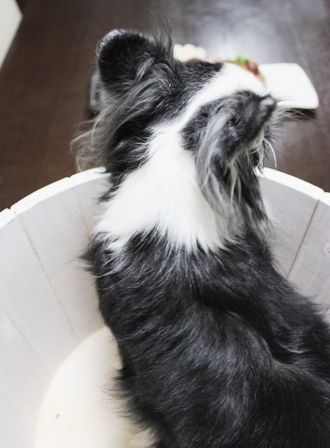 るぅのおいしいうちごはん