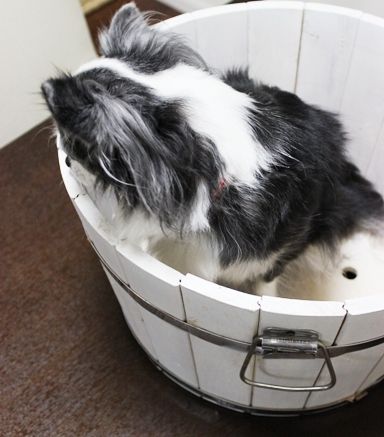 るぅのおいしいうちごはん