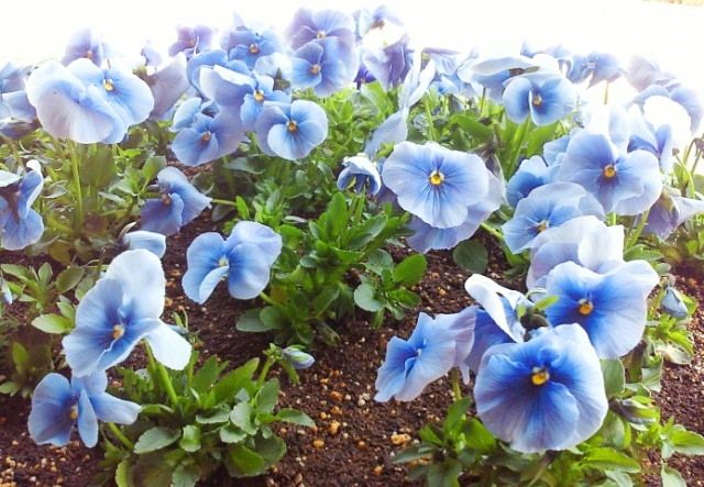 るぅのおいしいうちごはん