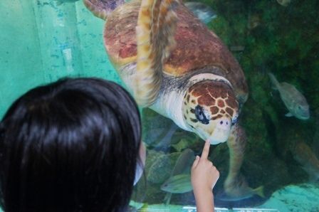 るぅのおいしいうちごはん