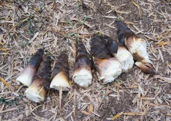 るぅのおいしいうちごはん