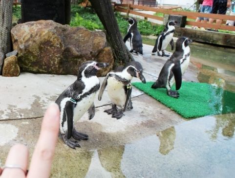 るぅのおいしいうちごはん