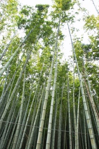 るぅのおいしいうちごはん