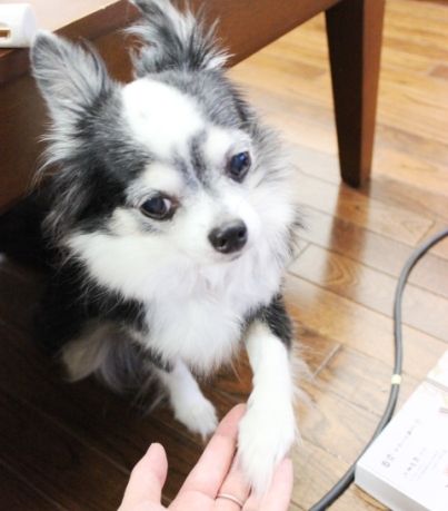 るぅのおいしいうちごはん