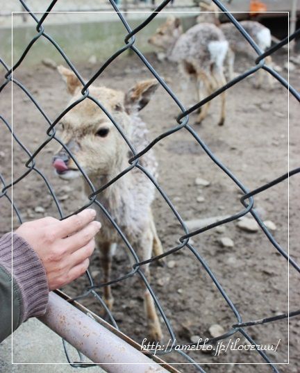 るぅのおいしいうちごはん