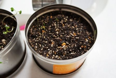 るぅのおいしいうちごはん